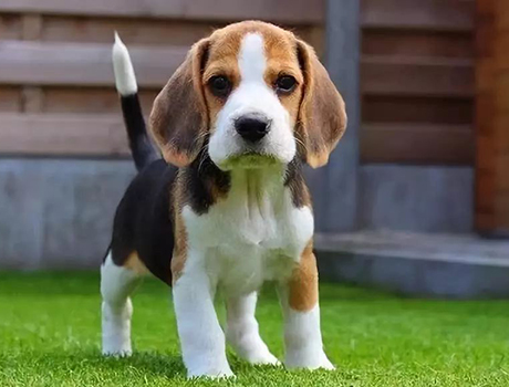 比格实验犬